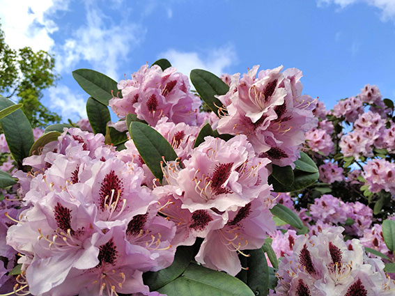 wanderkalender-rhododendronpark-wachwitz